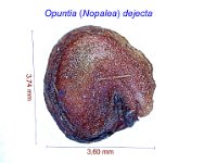 Opuntia ex Nopalea dejecta.jpg